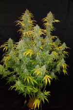 Blue Dream Auto Feminizovaná Semínka - 1
