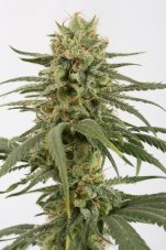Amnesia CBD - feminizovaná semínka 10 ks Dinafem