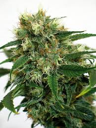 Phatt Fruity – feminizovaná semínka 10 ks Barney Farms