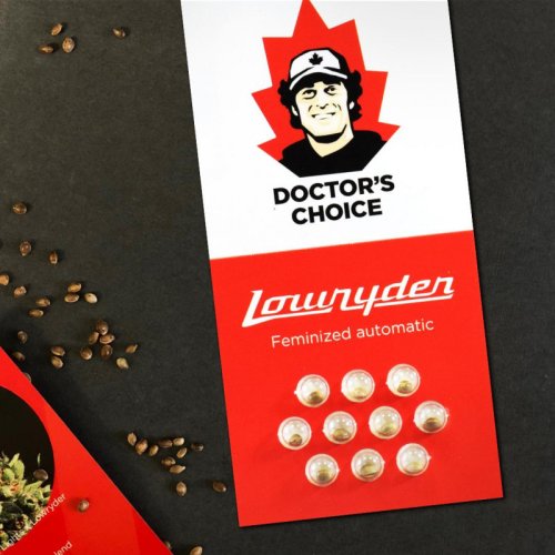 Lowryder Auto - samonakvétací semena marihuany, 5ks Doctor's Choice