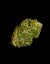Apollo F1 - autoflowering marijuana seeds 3pcs, Royal Queen Seeds