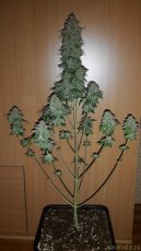 Skunk Nr.1 - feminisierte Samen 10 Stück Sensi Seeds