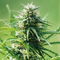 Sweet Tooth – feminizovaná semínka 10 ks Barney Farm