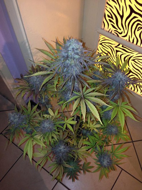 Royal Medic - feminizovaná semínka 10ks Royal Queen Seeds