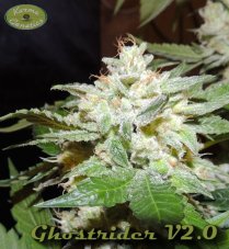 Karma Genetics Ghostrider OG regulérní semena