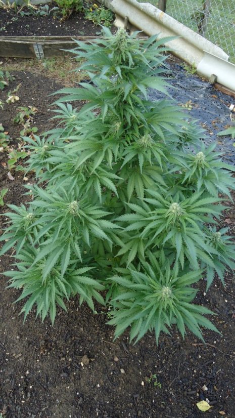 Early Skunk - 10 ks feminizovaná semínka Sensi Seeds