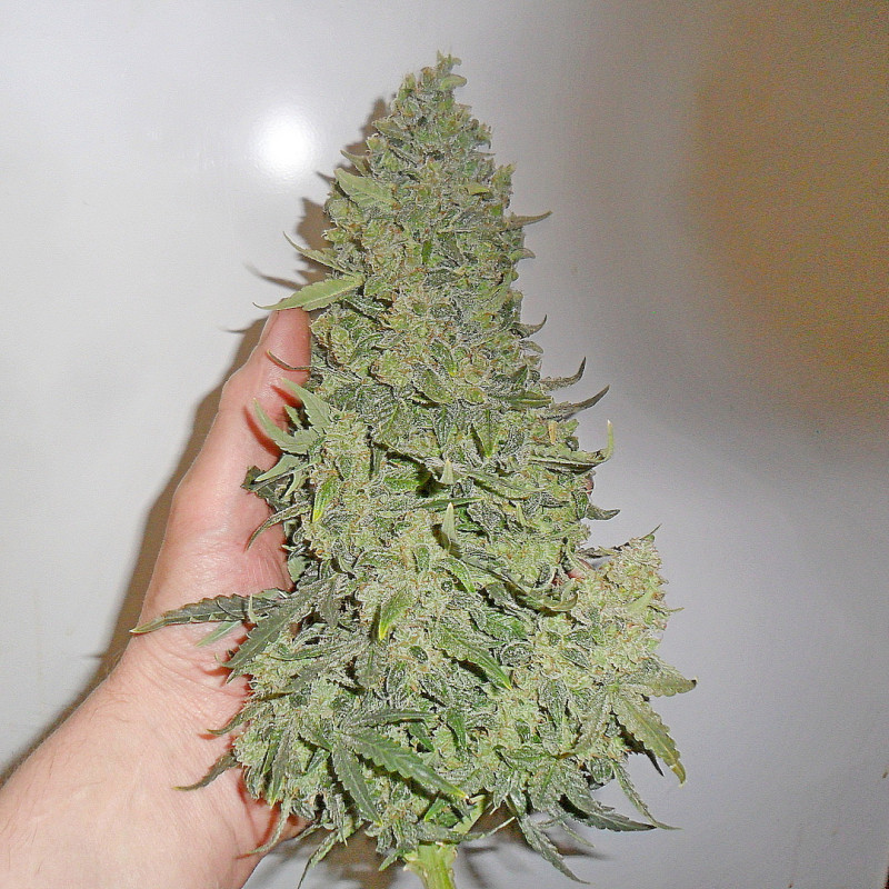 Devotchka - autoflowering seeds 3 ks, Doctor's Choice