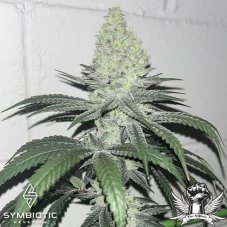 Symbiotic Genetics Golden Beast Amarelo Line feminizované semená