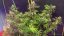 Blue Dream Auto - fem. a samonakvétací semienka 3ks Humboldt