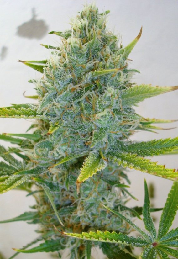 Super Skunk - semínka 10 ks standardizovaná Sensi Seeds