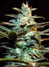 NYC Diesel - feminized seeds 3 pcs Sweet Seeds