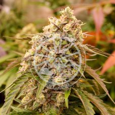 Delicious Seeds Sunday Punch feminized seeds