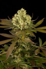 Sour Blueberry - feminizovaná semienka 3ks Humboldt