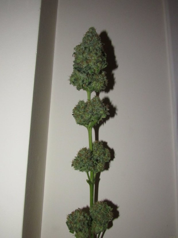 Bubble Kush - feminizované semienka 3 ks Royal Queen Seeds