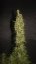 Monster - 9ks feminized semená Eva Seeds