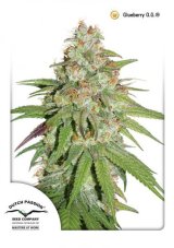 Glueberry OG - Dutch Passion 3 feminizowane nasiona