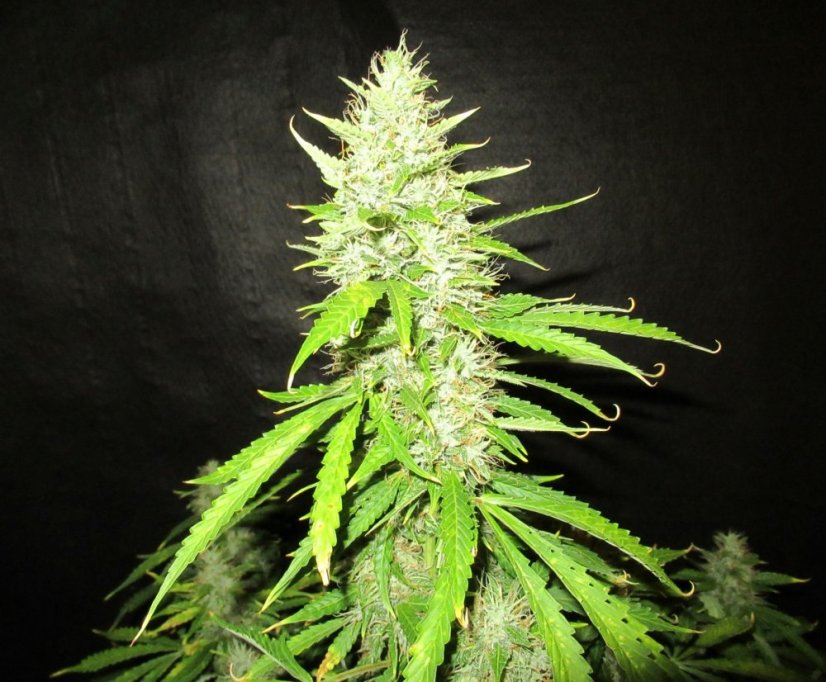 Northern Lights samonakvétací semena 3 ks Seedstockers