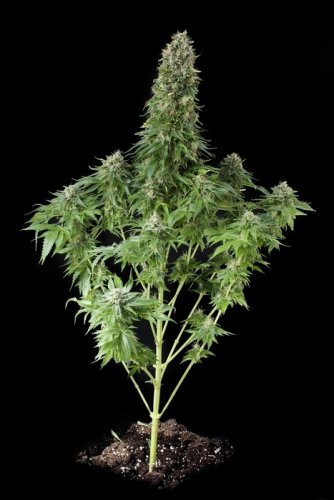 White Siberian - 5 pieces of feminized Dinaf seeds