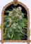 Sir Jack Pure CBD Auto - samonakvétací semena marihuany, 3ks Exotic Seed