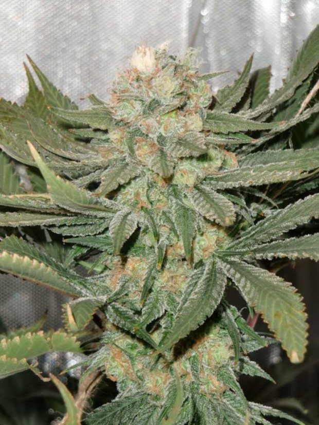 Blue Velvet® - Feminizowane 5ks Dutch Passion Seeds