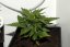 Sweet Chesse Auto – 10 ks autoflowering semien Sweet Seeds