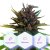 Auto Purple CBD - samokvitnúce semená Cannapio Premium 10 ks