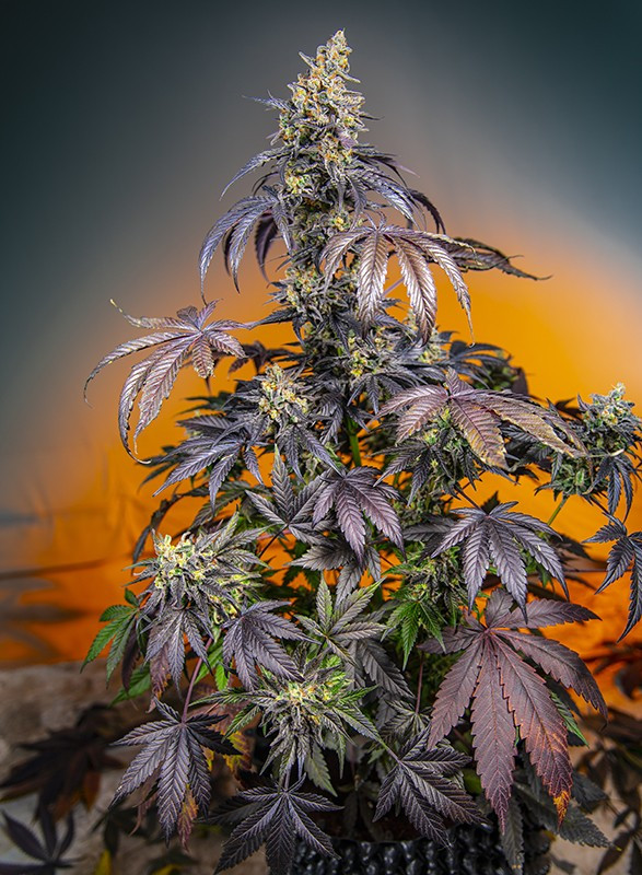 Red Gorilla Girl XL Auto - feminizovaná semínka 5 ks  Sweet Seeds