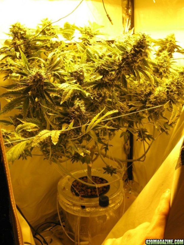 Jack 47 – feminizované semienka 10 ks Sweet Seeds