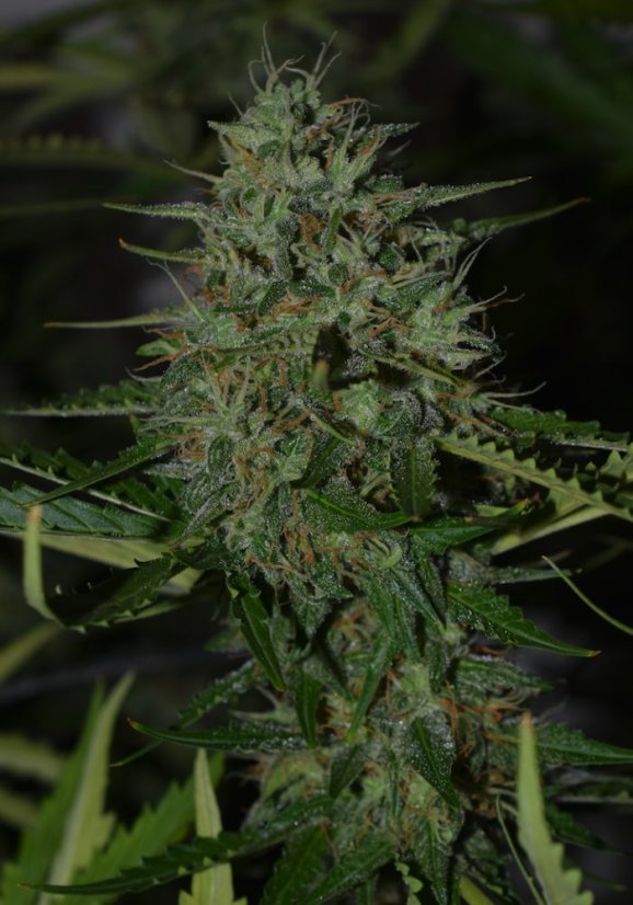 BCN Critical XXL samonakvétací semena 3 ks Seedstockers
