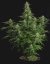 Milky Way F1 - samonakvétacie semená 5ks, Royal Queen Seeds