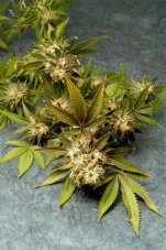 Delta 9 Labs F.O.G. Fruit of the Gods regulérní semena