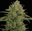 Triple Cheese - feminizovaná semena 3 ks Barney´s Farm