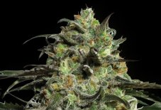 Peyote Cookies - feminizované semená 3 ks Barney´s Farm