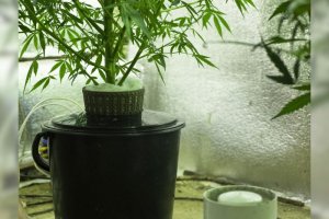 HYDROPONIC CANNABIS CULTIVATION: HOW TO DO IT?