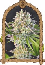 Malawi White Truffle – feminized seeds, 3 pcs, Exotic Seed
