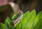 How to Protect Cannabis from Crickets - An Effective Guide Against Pests