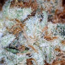 Cinderella 99 - feminizované semená 6ks Natural Seeds