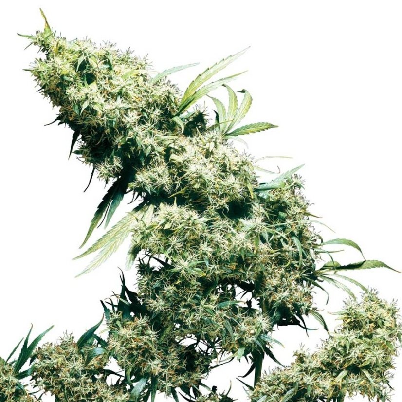 Jamaican Pearl 10 ks štandardizované semená Sensi Seeds