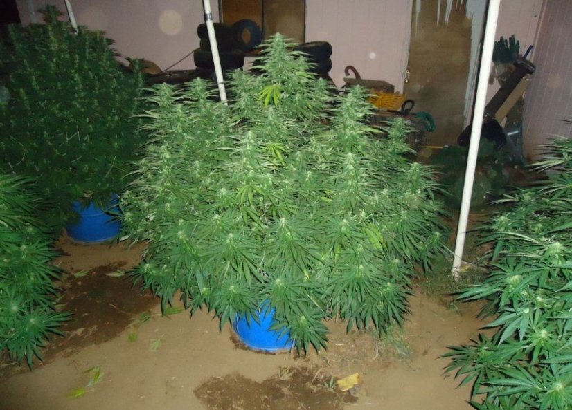 American Dream - semínka 10 ks standardizovaná Sensi Seeds