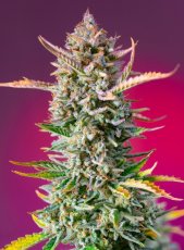 Gorilla Sherbet F1 FAST - nasiona feminizowane 5 szt Sweet Seeds