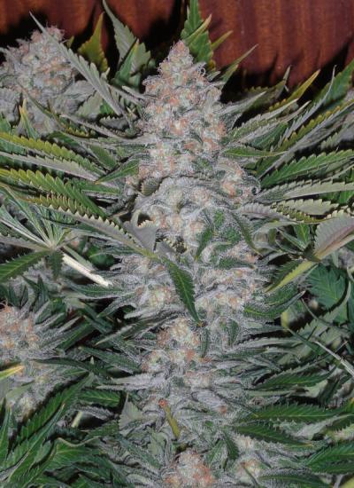 Green Poison – feminizovaná semínka 3ks Sweet Seeds