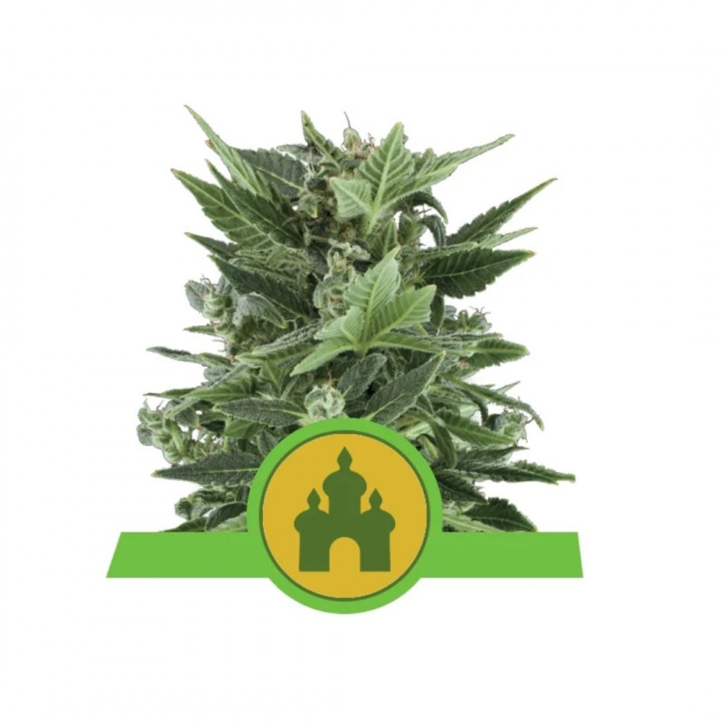 Royal Kush Automatic - samonakvétací semínka 3ks, Royal Queen Seeds