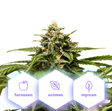 Hybrid Medusa F1 - autoflowering semena, 5 ks, Cannapio