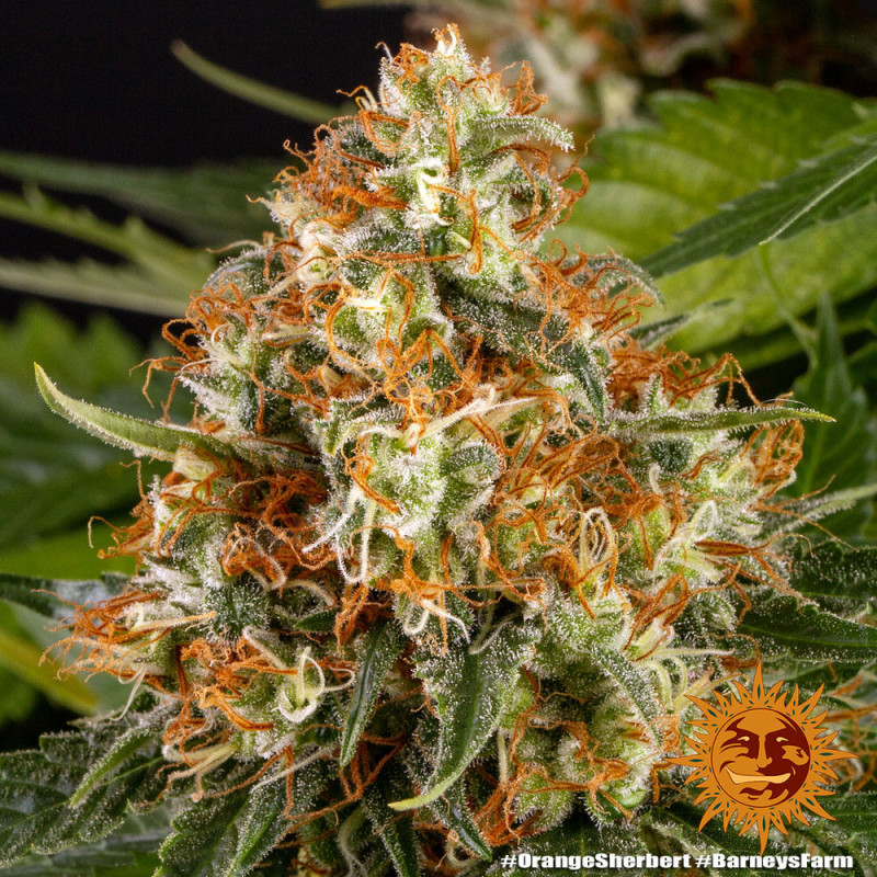 Orange Sherbert - feminizované semena marihuany 10 ks Barney´s Farm