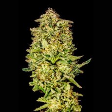 Gorilla Jealousy F1 Feminizowane Nasiona - 1