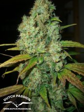 Power Plant - Standardized Seeds 10 pcs Dutch Passion