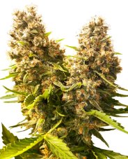 Banana Kush Cake Automatic - autoflowering seeds 5 pcs Sensi Seeds