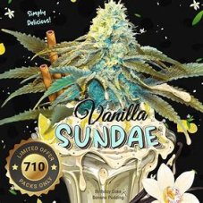 T.H. Seeds Vanilla Sundae nasiona feminizowane
