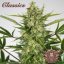 Buddha samonakvétací AK, 10 ks, Buddha Seeds