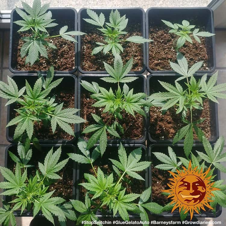 Glue Gelato Auto - autoflowering semena marihuany 10 ks Barney´s Farm